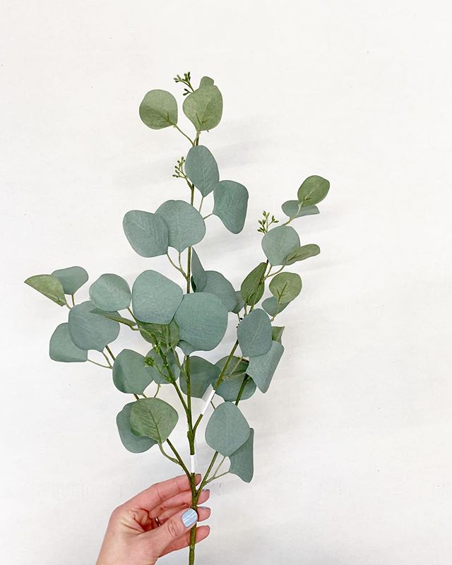 Silver Dollar Eucalyptus Stem
