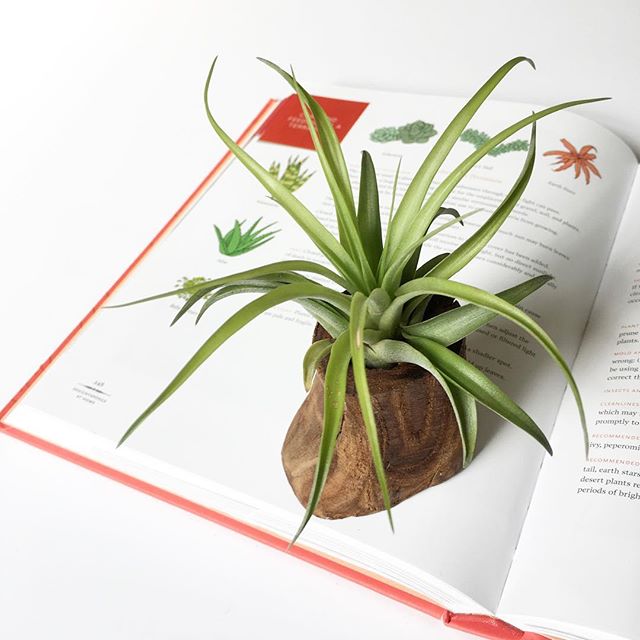 Live Trends Air Plant